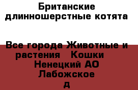 Британские длинношерстные котята - Все города Животные и растения » Кошки   . Ненецкий АО,Лабожское д.